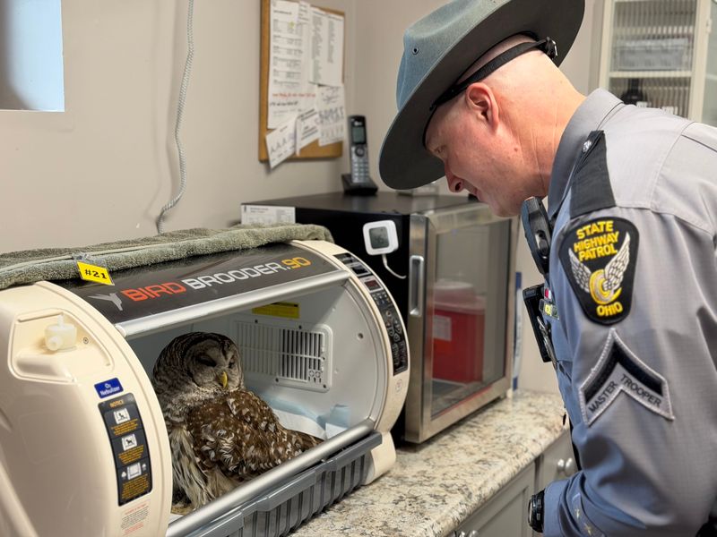 Trooper Jason Beck of the Mansfield post of the Ohio Highway Patrol, checks on the injured barred owl he rescued on Monday on U.S. 30 near U.S. 42.