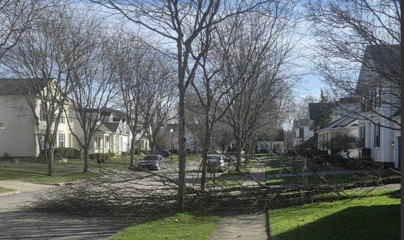 A large section of a tree was ripped off during the high winds March 13, 2026, and downed onto Cloudberry Pass in The Green at Hampsted Village on Columbus' Northeast Side, which borders New Albany's Taylor Park. The tree was one of at least four knocked down in the subdivision by the winds, and among dozens upon dozens throughout central Ohio.