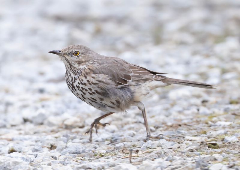 Ohio's wayward sage thrasher chases a robin away from its meal worms.