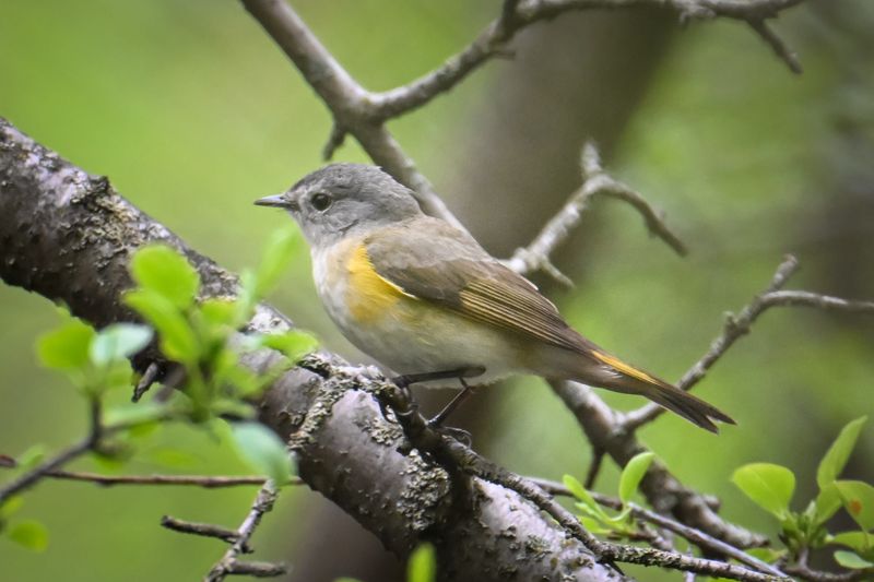 Female American redstart Wednesday, May 14, 2025, at Whitnall Park in Franklin, Wisconsin.