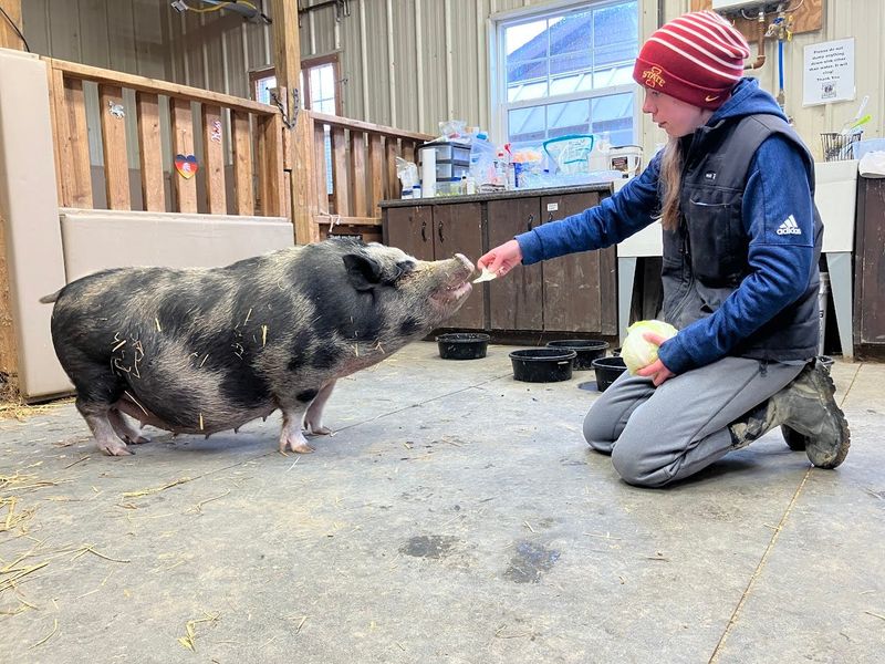 Emily Gundlach, animal care manager at Happy Trails Farm Animal Sanctuary in Ravenna Township, feeds leafy greens to Peaches, one of about 15 pigs Happy Trails took in from Cuyahoga and Columbiana counties in February. As of March 26, Peaches was expecting a litter.