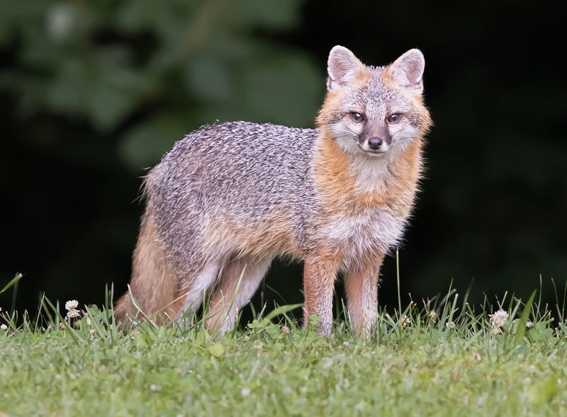 A gray fox takes stock of its surroundings in a southeast Ohio forest.