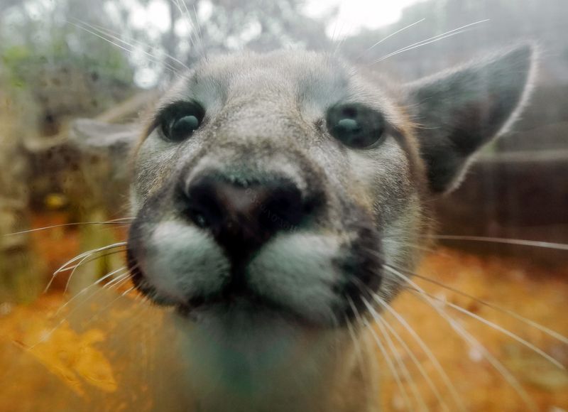 A curious mountain lion cub tries to peek through the condensation on the glass of her enclosure at the Akron Zoo, April 2, 2026, in Akron, Ohio.