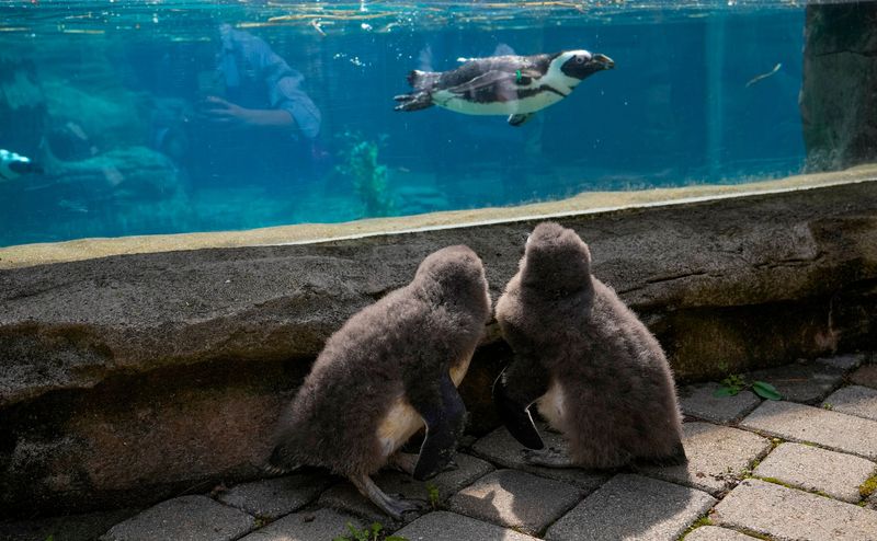 African penguin chicks born in January see other penguins for the first time at the Cincinnati Zoo & Botanical Garden on April 2, 2026. Jones and Morgan are among this year’s class of Zoo Babies.