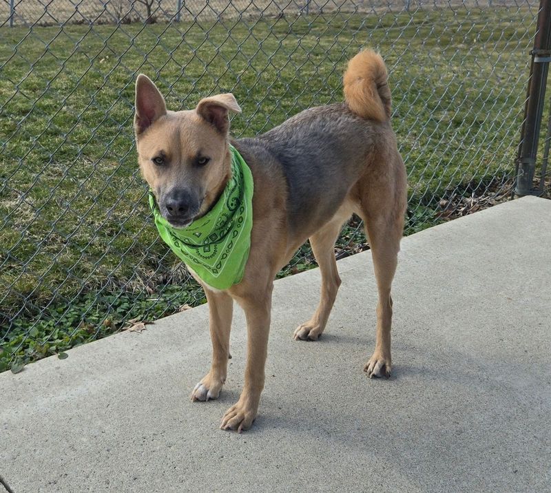 Cory is a five-year-old male Bahamian potcake mix waiting for a new home at the Humane Society Serving Crawford County.