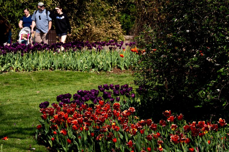 People walk by blooming tulips at the Cincinnati Zoo And Botanical Garden in Cincinnati on Thursday, April 9, 2026. The flowers are part of the Zoo Blooms event throughout spring featuring more than one million daffodils, hyacinths, flowering trees, shrubs and other spring bulbed flowers.