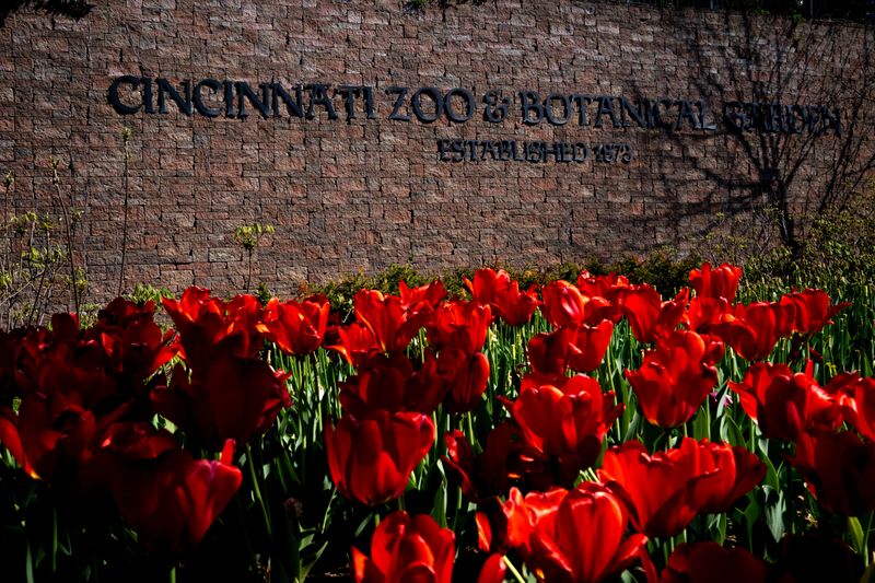 Tulips bloom outside the Cincinnati Zoo and Botanical Garden.