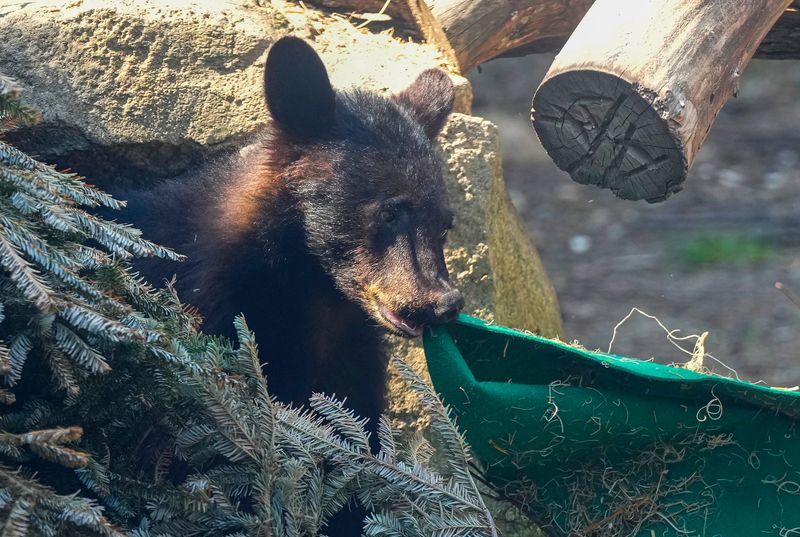 Spot adorable baby animals, and big and small, in their exhibits at the Cincinnati Zoo this month.