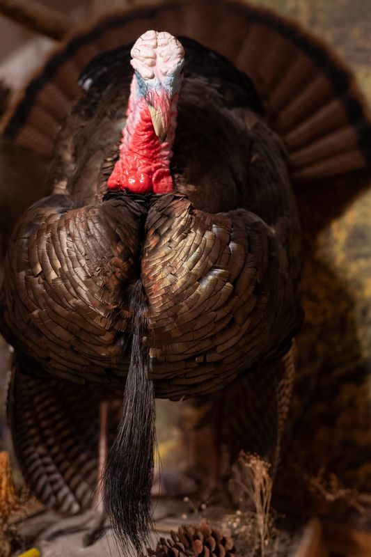 Last year’s Ohio spring take of 16,014 checked birds not only surpassed the average totals from the previous three seasons by 1,653 but was the highest since 17,894 turkeys were checked in 2020 when a two-bird limit was in play.
