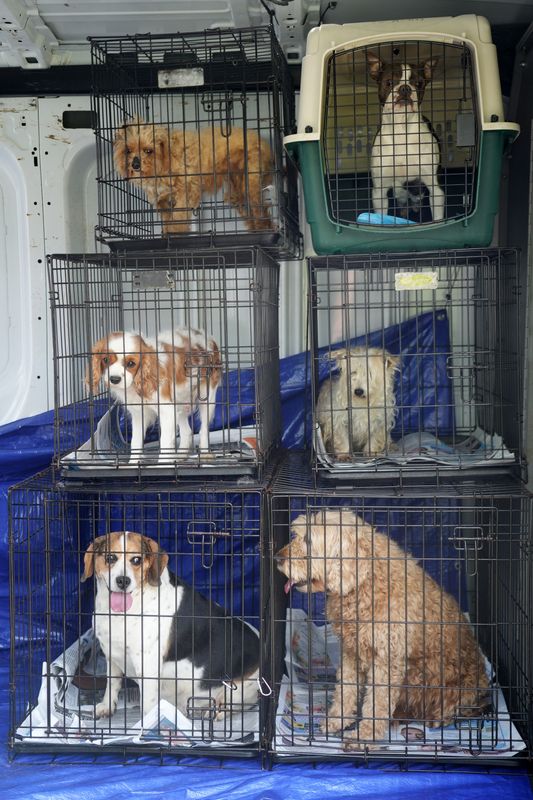 Dogs that are in process of being rescued wait in a van on Columbus’ North East Side Apr 15, 2026.