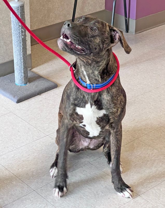 Blinkin shows off his sitting skills Monday morning.