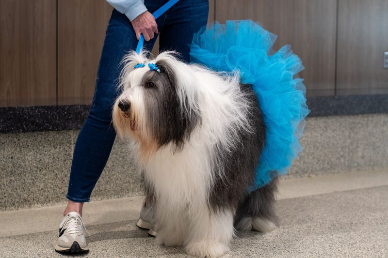 The Akron-Canton Airport now has therapy dogs roaming the terminal — making it the 100th U.S. airport with such a program.