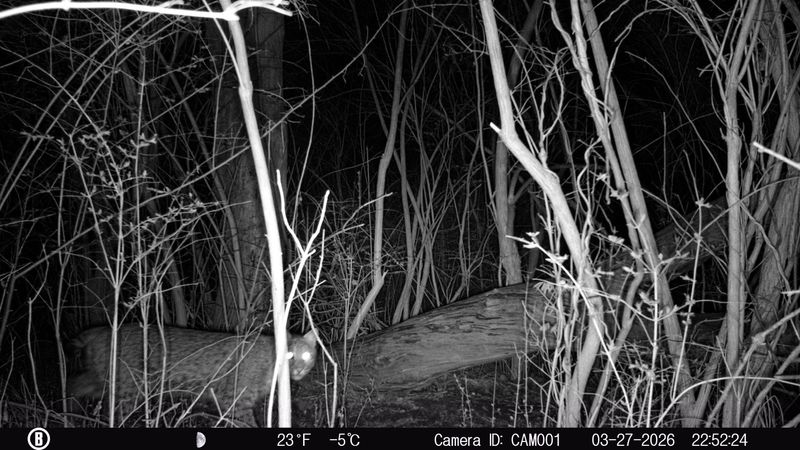 A trail camera in the Cuyahoga Valley National Park confirms the presence of bobcats.
