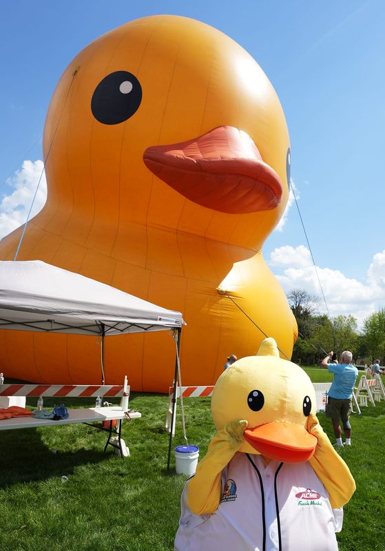 Flappy the Duck mascot looks more like a duckling next to Mama Duck, the "World's Largest Rubber Duck," in the High Bridge Glens Park along Front Street in Cuyahoga Falls on April 23.