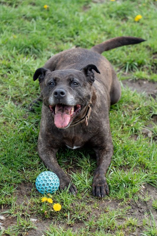 Paws and Prayers' last available forever foster, Holly, a 10-year-old American Pit Bull Terrier mix, on April 24, 2026.