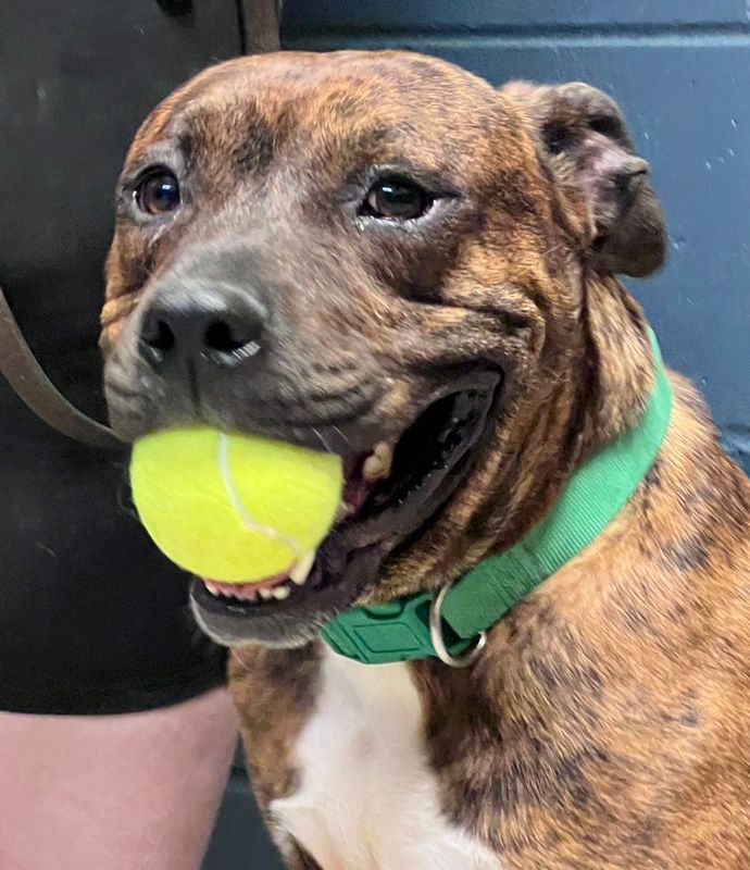 Monroe enjoys his time playing with toys.