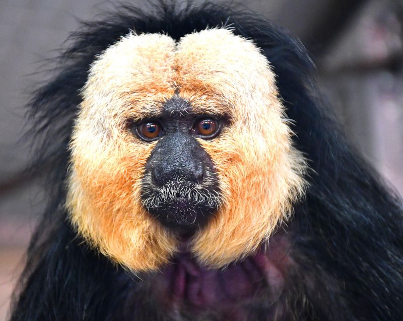 The Akron Zoo has added white-faced saki to its Legends of the Wild area.