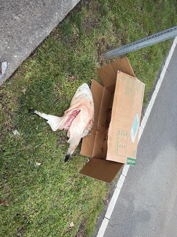 About half of a dead shark lies in a cardboard box found a few hundred feet away from an intersection in Oakley on April 28, 2026.