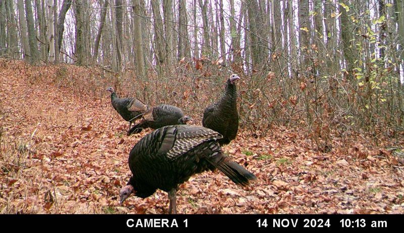 Wild turkeys try to stay in flocks during the fall hunting season. Hunters use turkey calls to try to entice turkeys looking to regroup.