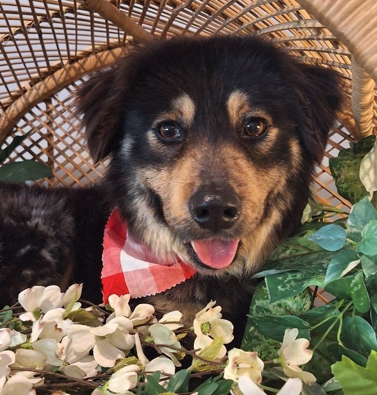 Boone is a 1-year-old Aussie Shepherd mix available for adoption at the Coshocton County Animal Shelter.