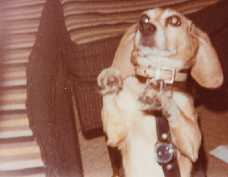 Mark J. Price’s faithful beagle Viva endures his juvenile attempt at humor about 1980. Before the photo was taken, he clipped his wristwatch to her collar so that he could call her a “watchdog.” Ha ha.