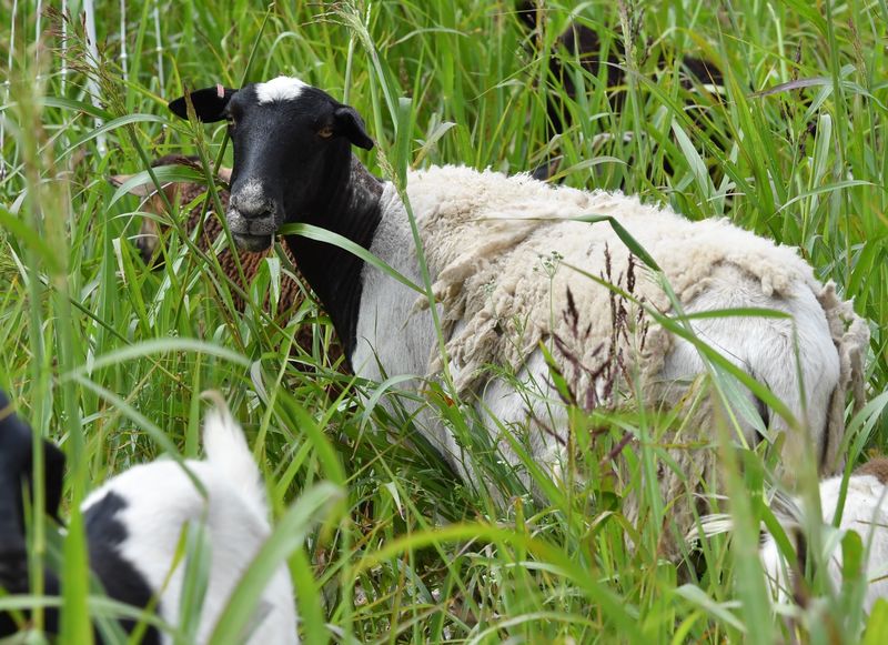 A sheep eats through the brush and vegetation along Holliday Creek during goatscaping on Tuesday, May 5, 2026, at the corner of Martin Luther King Jr Boulevard and Rosewood Avenue in Wichita Falls. The goats provide an eco-friendly service by clearing out hard-to-reach areas.