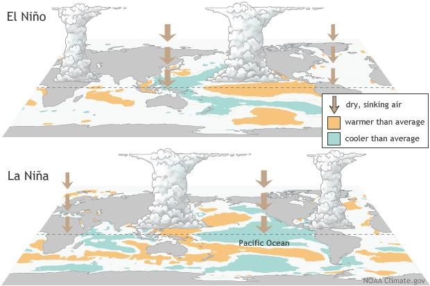 This Climate.gov infographic explains how the El Niño Southern Oscillation can impact weather around the globe.