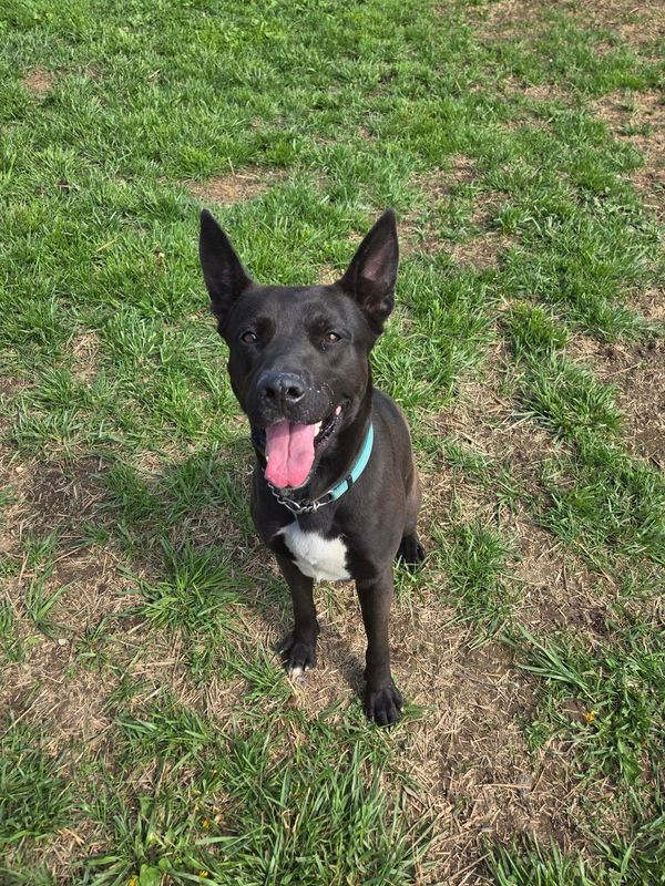 Harley from the Marion County Dog Pound is the Marion Star's Pet of the Week.
