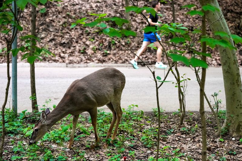 A deer grazes as a man runs by in the Walhalla Ravine in Clintonville on Friday, May 8, 2026, in Columbus. The Columbus City Council on May 11 banned feeding deer in a first step toward controlling their population in the city.
