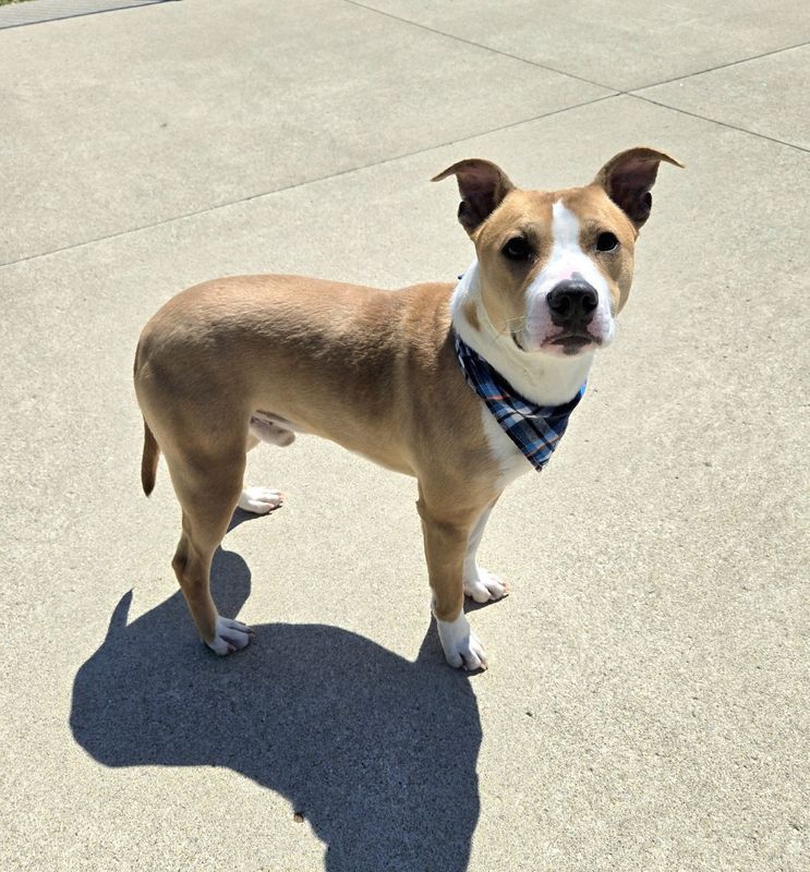 Chop is a one-year-old male pit bull mix who needs a new home.