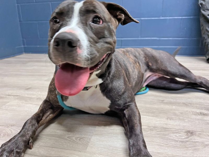 Carrie Ann is a mixed pit bull available for adoption at the Richland County Dog Shelter.
