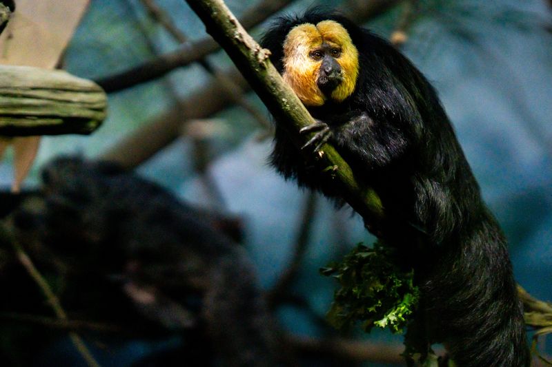 A male white-faced saki explores its new enclosure at the Akron Zoo.