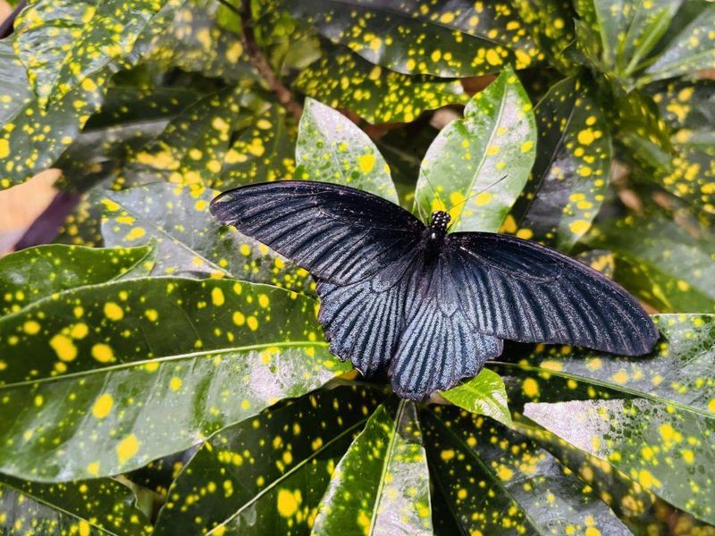 The Blooms & Butterflies exhibition will be at Franklin Park Conservatory and Botanical Gardens through July 5.