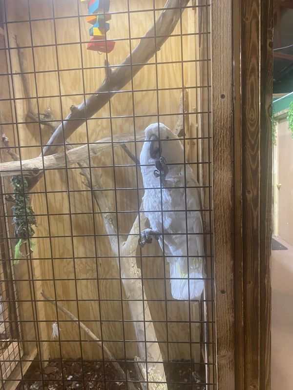 Oscar, an all-white umbrella cockatoo, is among the rescued birds and animals on the safari tour at Exotic Pet Paradise.