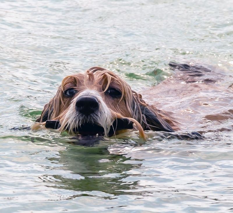 Dog Days at the Beach was held at White Star Quarry, in Gibsonburg on May 16.