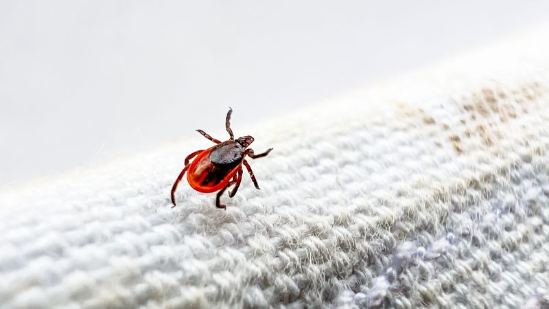 The deer tick is one of several species of ticks that can be found in Ohio.