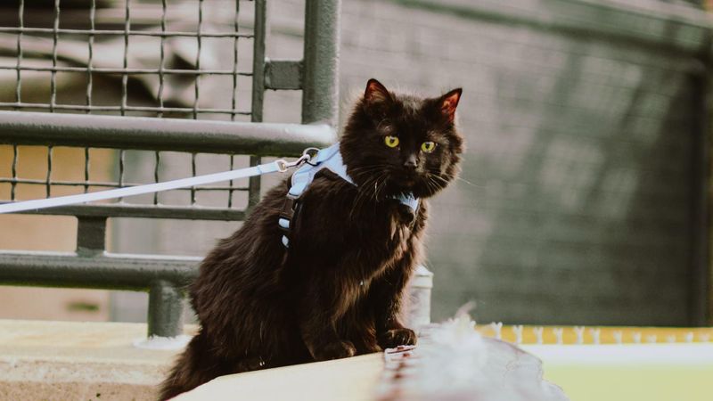 Louisville Bats host "Purr at the Park" at Louisville Slugger Field May 26.