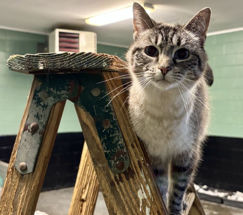 There are 14 permanent cats living in the cat room of the Coshocton County Animal Shelter with strays coming into the isolation room all the time. Stray and feral cats have become an issue on the streets of Coshocton, but how to address it best is at issue.