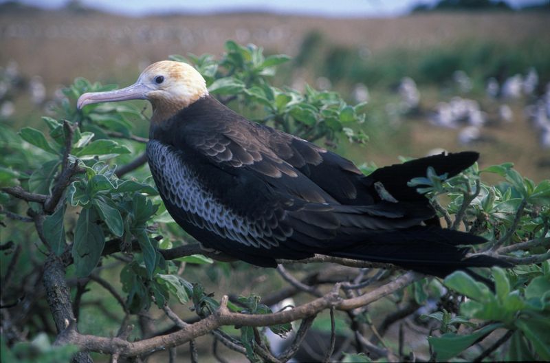 A lesser frigatebird is seen perching on a tree branch at the Midway Atoll National Wildlife Refuge.