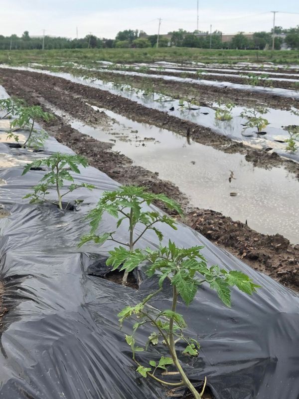 Excess rainfall during the month of May has left many garden soils in Greater Columbus waterlogged.