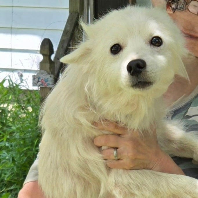 The Portage Animal Protective League is looking for people to adopt dogs and cats after the agency recently took in a great number of animals that were suffering from neglect.