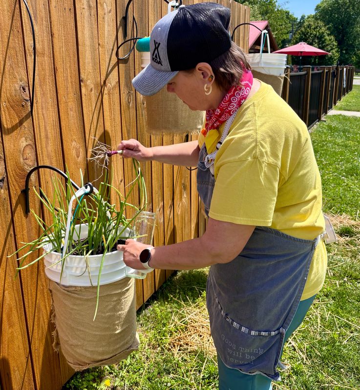 Kristie Henderson picks fresh scallions from a hanging basket garden just outside the Jolly Bee food trailer at the Coshocton KOA Campground. Her focus is on offering an elevated concession stand menu with fresh ingredients and unique twists.