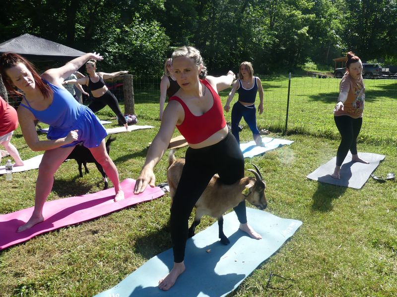 Goats and people alike had a fun time in the sun at Watkins Ranch in Chillicothe, as they partnered with Geode Nature Dome for goat yoga on June 13, 2026.