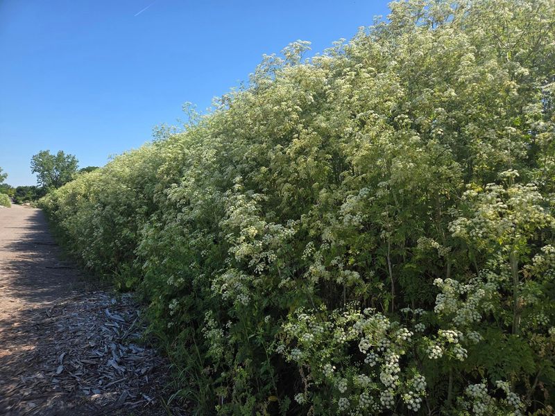In areas left untreated, poison hemlock quickly grows into a dense 7-foot-tall wall of plants.