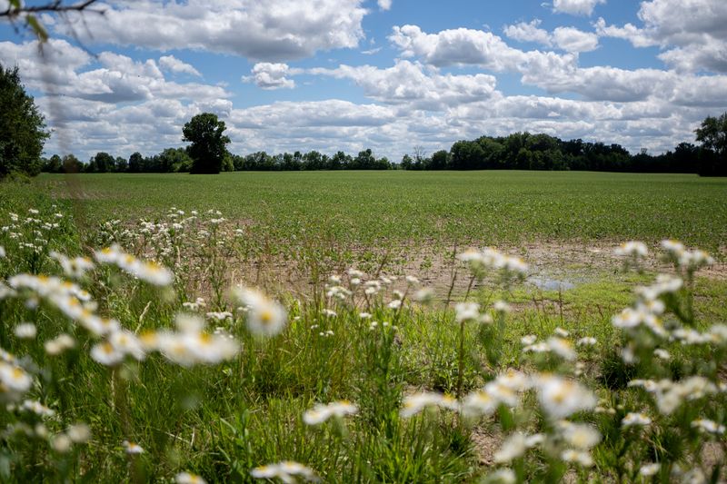 Wildflowers in a field planned for a 1100+ unit development on 150 acres of current farmland on the western edge of Columbus. The city's development commission just unanimously recommended approval of the project.