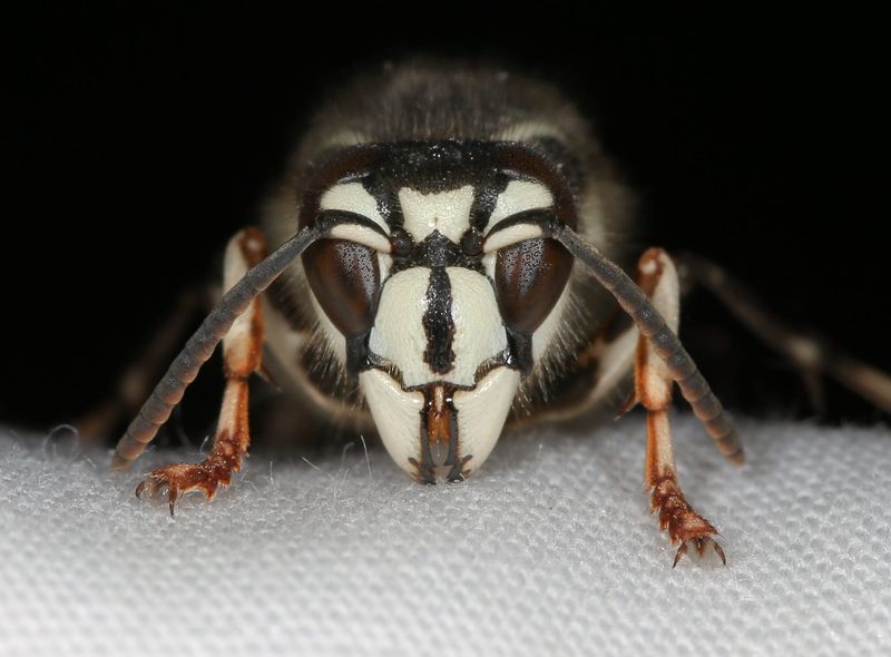 Bald-faced hornets pack a stinging punch.