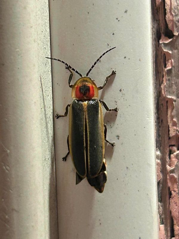 Fireflies have experienced decline in populations due to habitat loss, pesticide use and environmental changes.