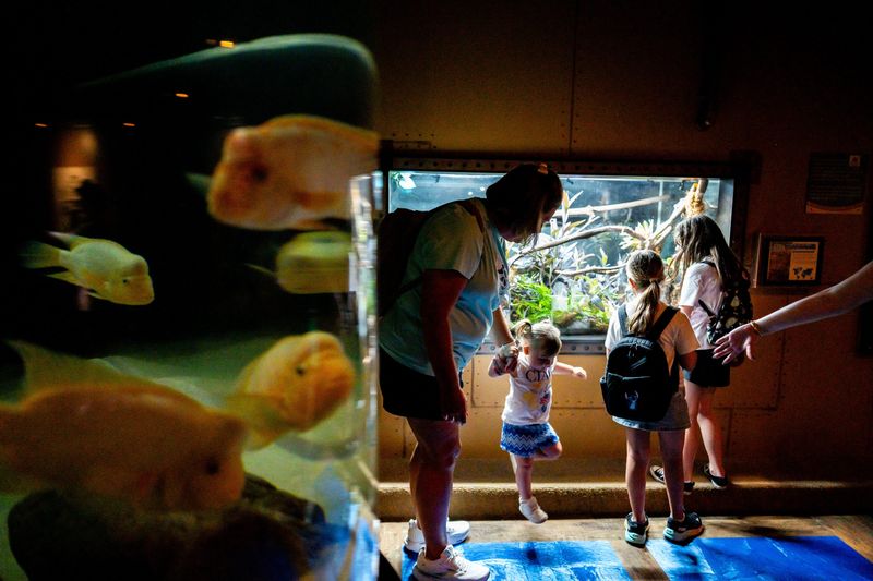 Midas cichlids swim around a tank at the curious creatures exhibit while Devon Hoopes at center, from Alliance, holds the hand of Lyla Hudson 1, at the Akron Zoo, June 17, 2026.