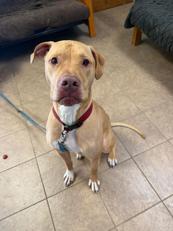 Brutus is the Marion Star's pet of the week and is up for adoption at the Marion County Dog Pound.
