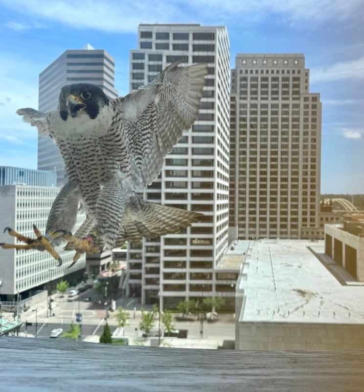 A baby peregrine falcon practices flying outside of John Faherty's office at the Mercantile Library.